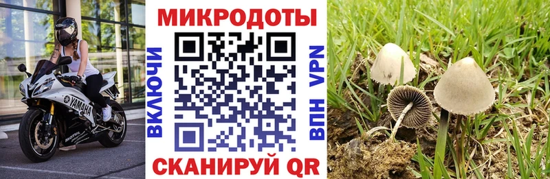 Галлюциногенные грибы Psilocybine cubensis  Могоча 